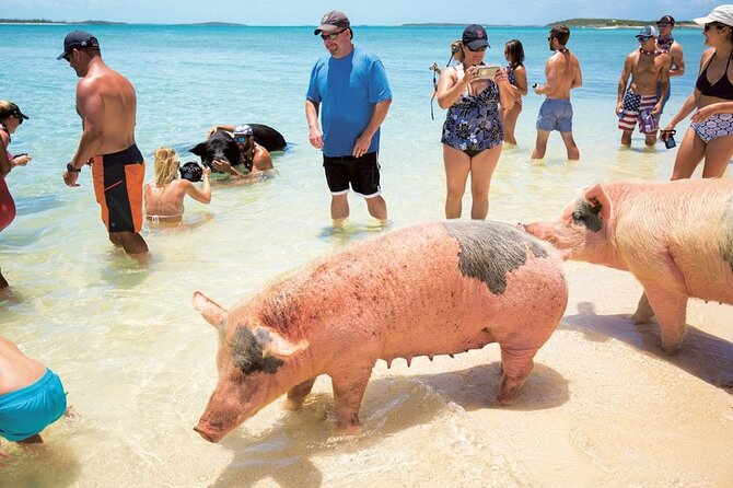 Swimming with Pigs in Nassau, Transportation Included - The 20-minute boat ride to Rose Island