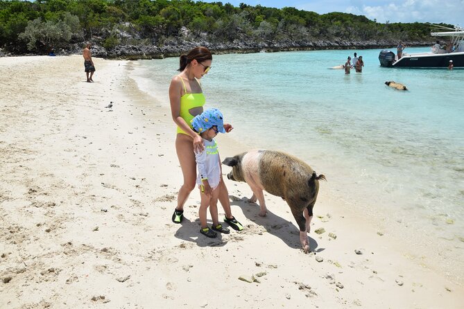 Swimming with Pigs in Nassau, Transportation Included - Meeting the famous Rose Island pigs