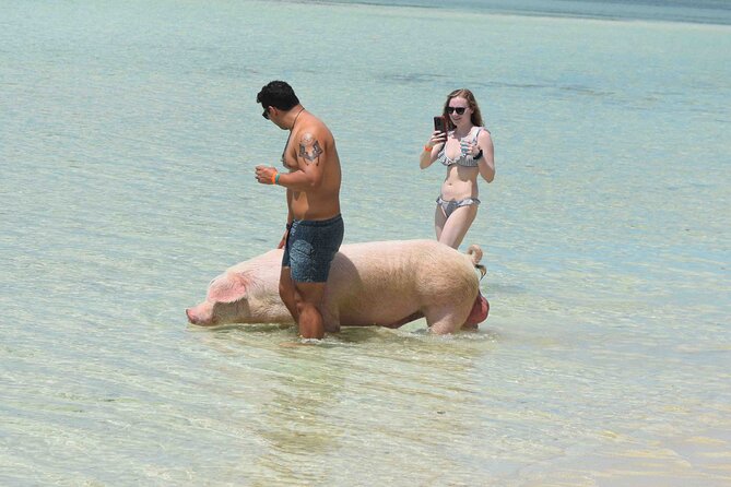 Swimming with Pigs in Nassau, Transportation Included - Lunch, drinks, and the value of the beach setting