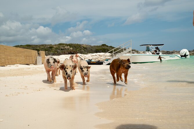 The Ultimate Bahamian Beach Day: Pigs, Jet Ski, Snorkeling & More - Who should book this beach day?