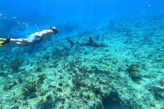 Top 4 Snorkeling Adventures in Bimini - Four details that shape the experience