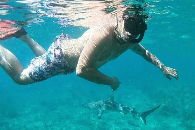 Top 4 Snorkeling Adventures in Bimini - Stingray Island and a close animal encounter