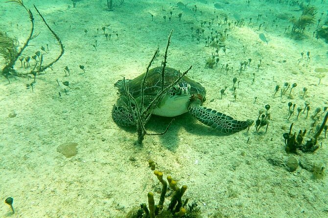 Top 4 Snorkeling Adventures in Bimini - The Shark Arena with about 30 reef sharks