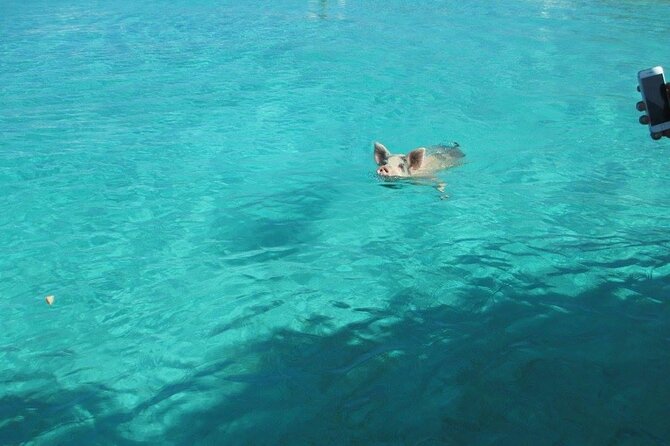 Turquoise Experience -Exuma Cays -Southern Exuma Private Charter - Compass Cay and the Nurse Sharks