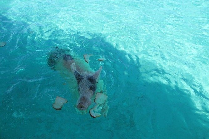 Turquoise Experience -Exuma Cays -Southern Exuma Private Charter - Big Major Cay and the Swimming Pigs